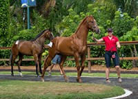 foal_at_foot