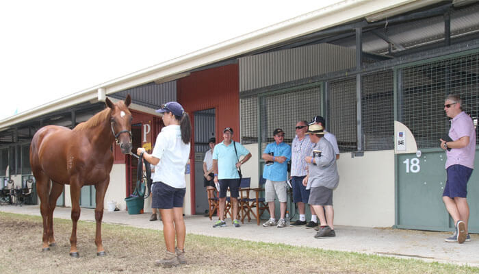 2016 Gold Coast Yearling Inspections