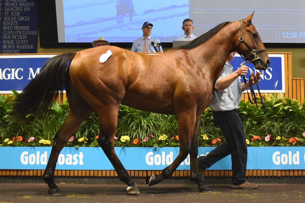 Northern Meteor Colt Stars as Average Soars 71% on Gold Coast