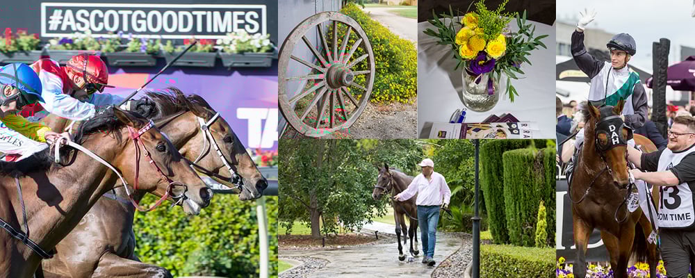 Impressive Perth Yearling Catalogue Online