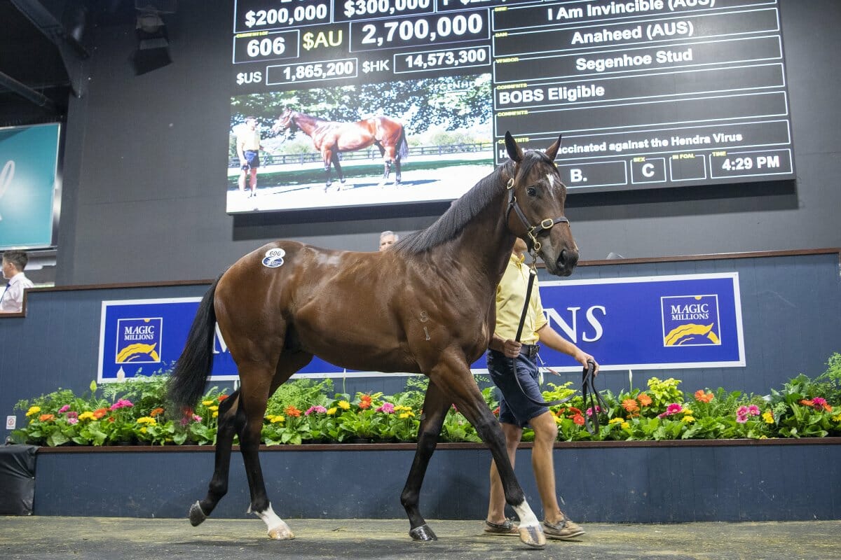 Invincible Colt Sets New Sale Record on Gold Coast