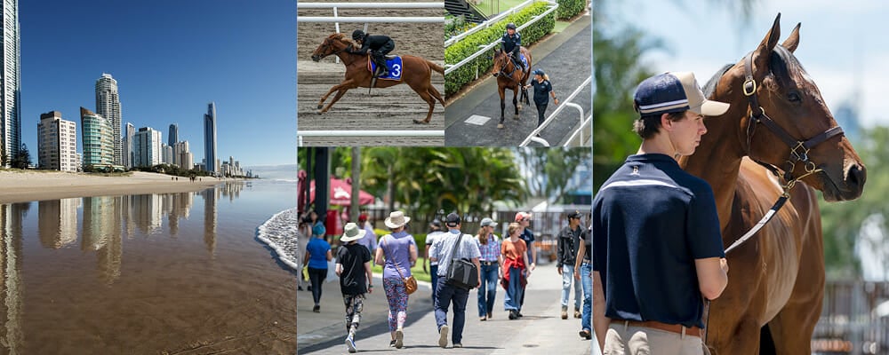 Quality Abounds in GC 2YOs in Training Sale Catalogue