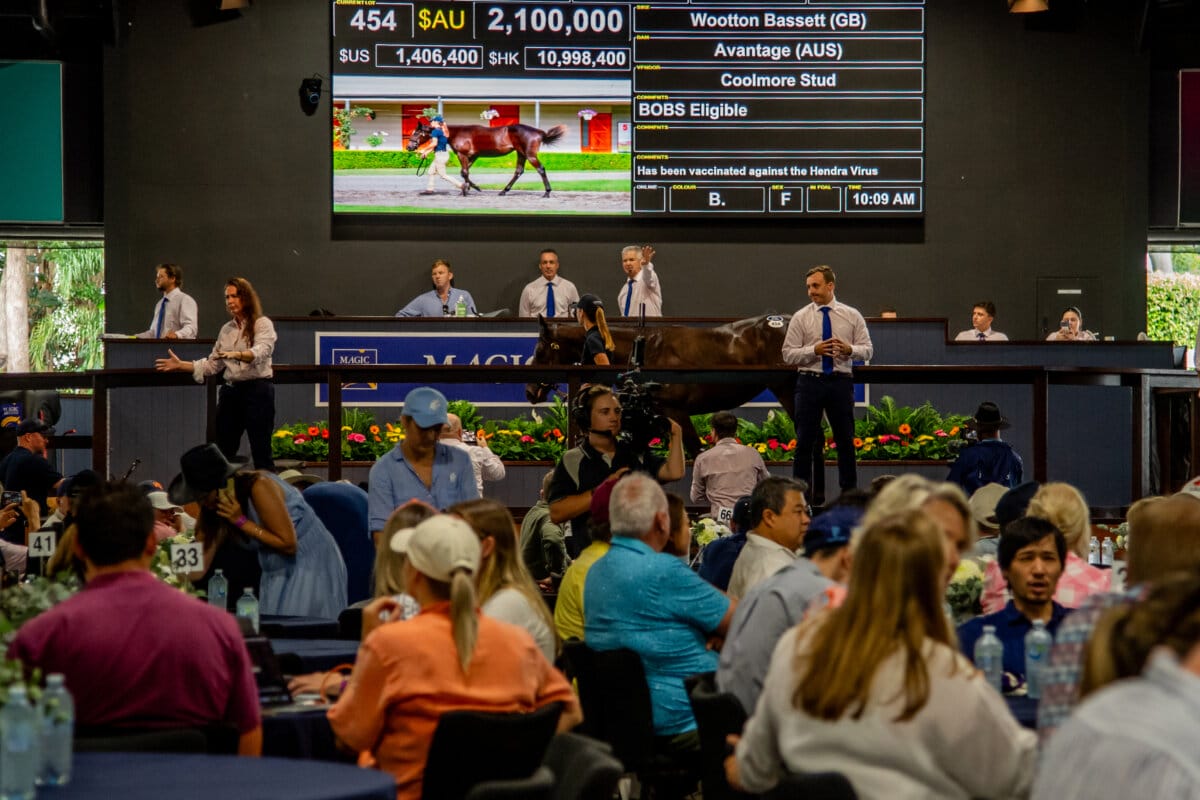 Entries Open for Magic Suite of 2025 Yearling Sales Magic Millions