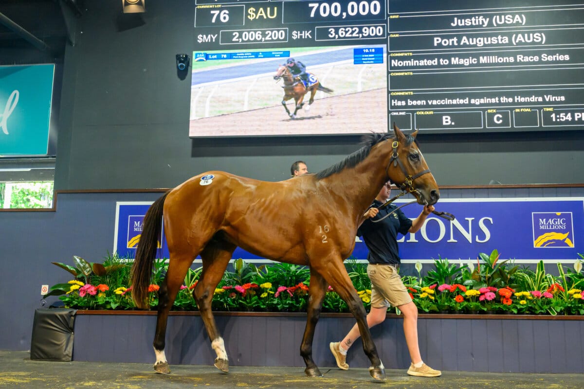 Justify Youngsters Dominate GC Horses in Training Sale